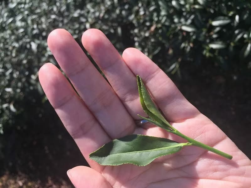 亘茶【百香果烏龍茶】永續環保包 原葉茶葉
