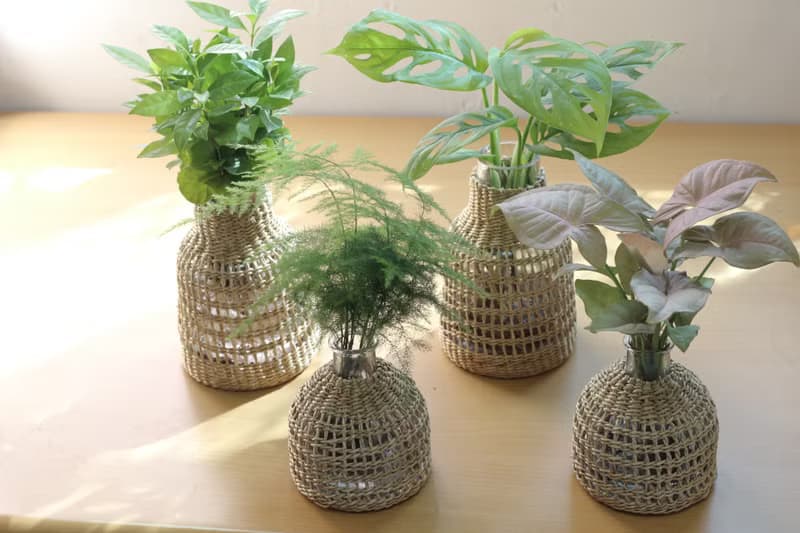 水培植栽│窗孔龜背芋_室內植物 辦公室盆栽 店內擺設