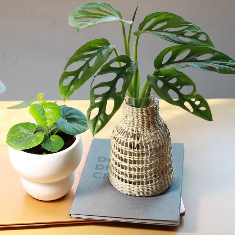 水培植栽│窗孔龜背芋_室內植物 辦公室盆栽 店內擺設