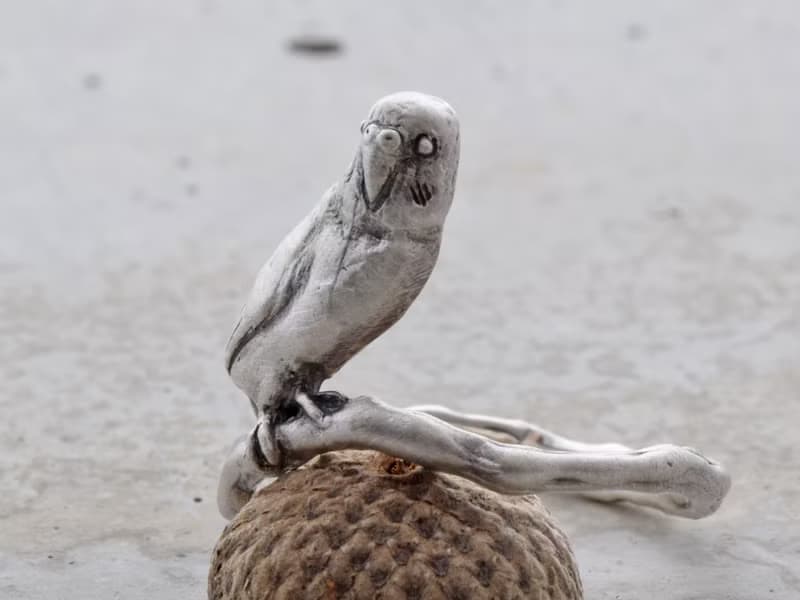 セキセイインコの指輪