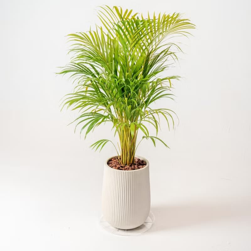 黃椰子 直條紋湛白圓盆 落地盆栽禮 開幕送禮 植栽 辦公室裝飾