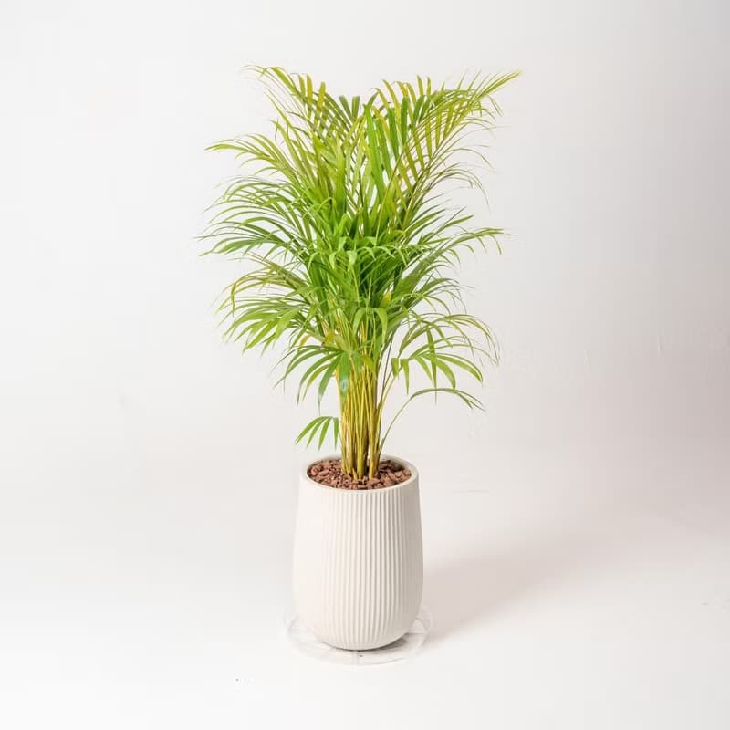 黃椰子 直條紋湛白圓盆 落地盆栽禮 開幕送禮 植栽 辦公室裝飾