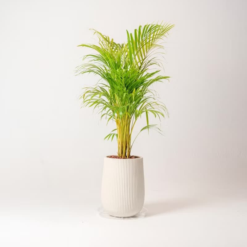 黃椰子 直條紋湛白圓盆 落地盆栽禮 開幕送禮 植栽 辦公室裝飾