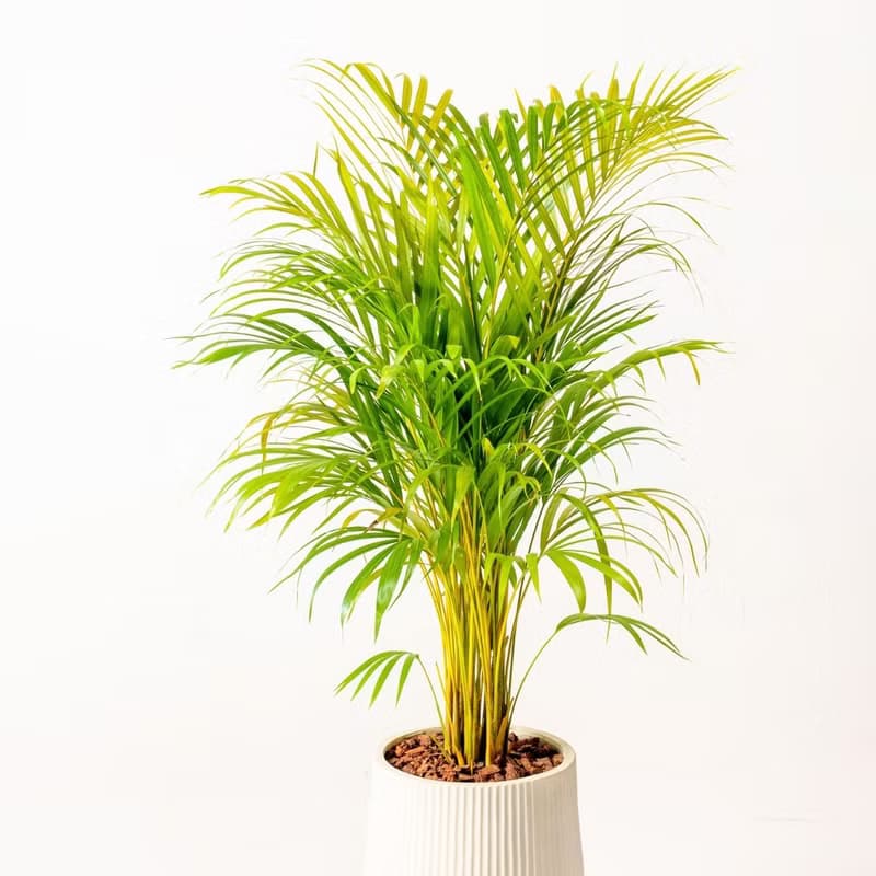 黃椰子 直條紋湛白圓盆 落地盆栽禮 開幕送禮 植栽 辦公室裝飾