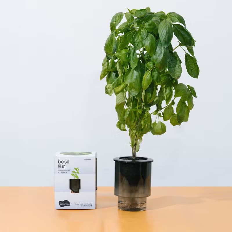 優惠組合x４-自家栽種廚房香草: Veggroom 水耕香草種植套裝