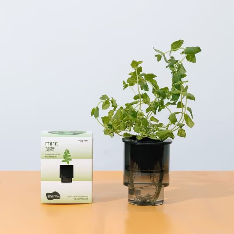 優惠組合x４-自家栽種廚房香草: Veggroom 水耕香草種植套裝
