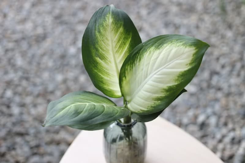 水培植栽│瑪麗安黛粉葉_室內植物 辦公室盆栽  店內擺設