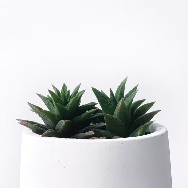 (現貨) 白灰漸層系列 | 黑舌 五重塔 圓形漸層水泥多肉植栽