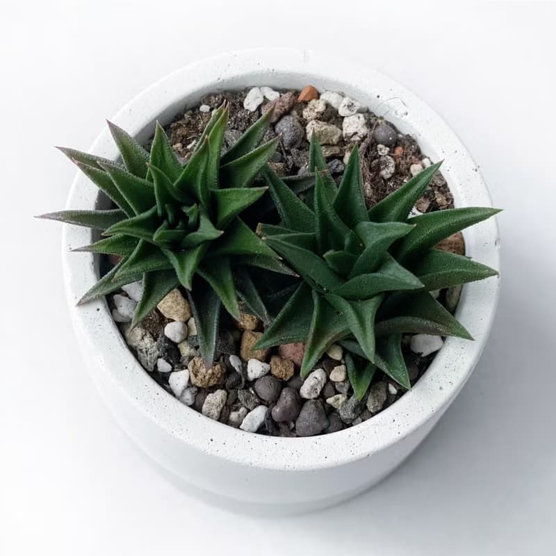 (現貨) 白灰漸層系列 | 黑舌 五重塔 圓形漸層水泥多肉植栽