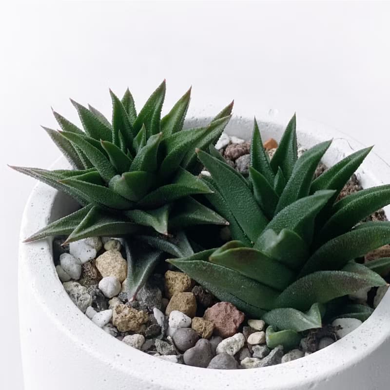 (現貨) 白灰漸層系列 | 黑舌 五重塔 圓形漸層水泥多肉植栽