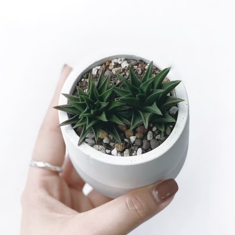 (現貨) 白灰漸層系列 | 黑舌 五重塔 圓形漸層水泥多肉植栽