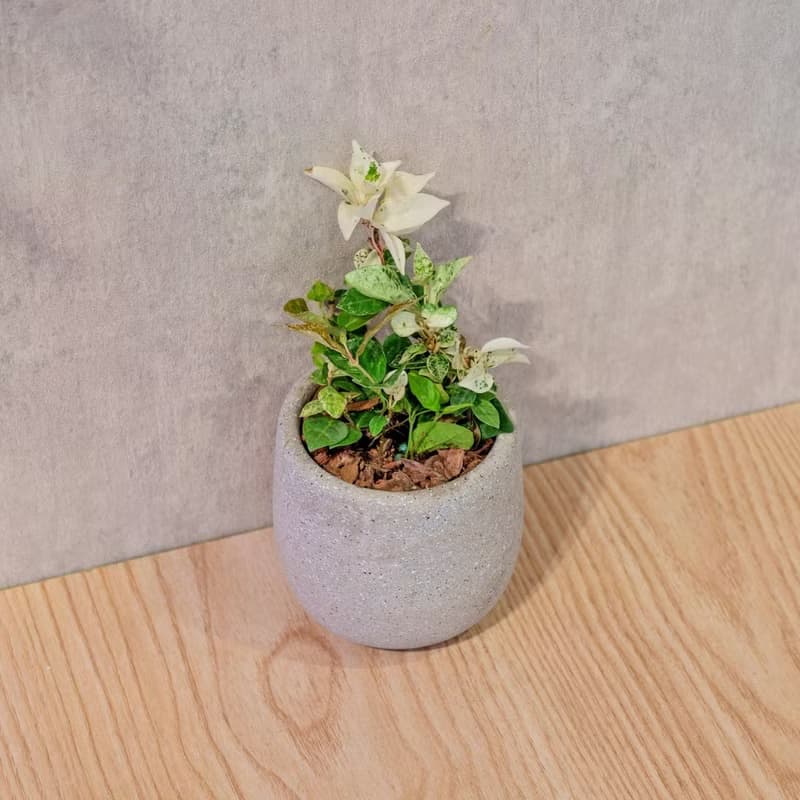 初雪葛 桌上型水泥盆栽 觀葉植物 禮物 盆栽 交換禮物 植物
