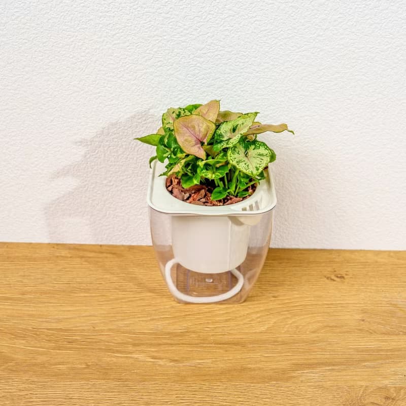 聖誕合果芋 免澆水方形盆栽 室內植物 觀葉植物 禮物 盆栽 辦公室