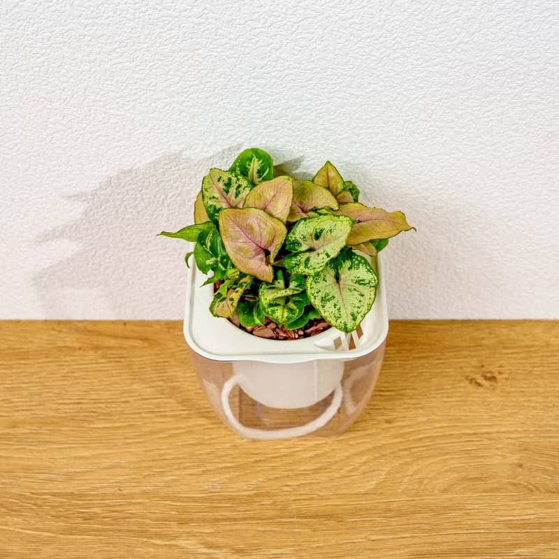 聖誕合果芋 免澆水方形盆栽 室內植物 觀葉植物 禮物 盆栽 辦公室