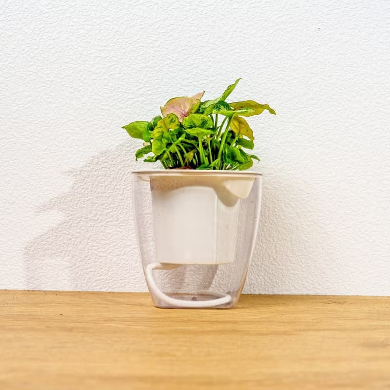 聖誕合果芋 免澆水方形盆栽 室內植物 觀葉植物 禮物 盆栽 辦公室