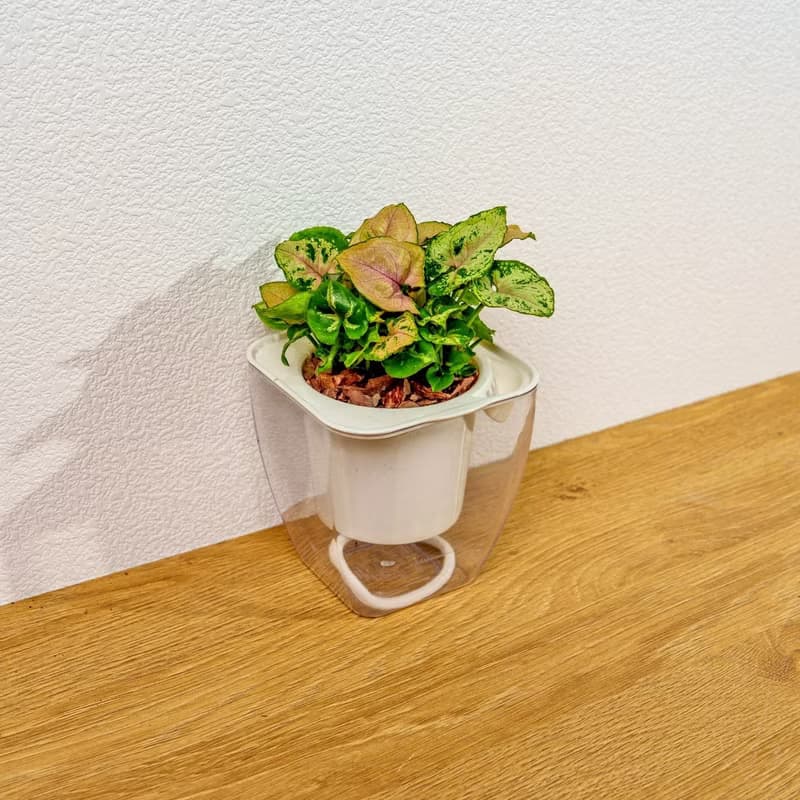 聖誕合果芋 免澆水方形盆栽 室內植物 觀葉植物 禮物 盆栽 辦公室