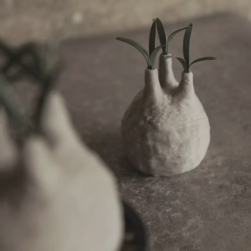塊根植物撲滿-象牙宮