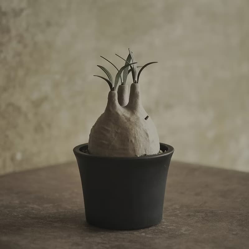 塊根植物撲滿-象牙宮
