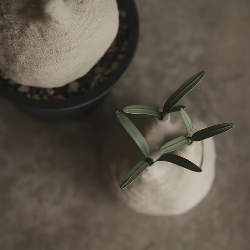 塊根植物撲滿-象牙宮