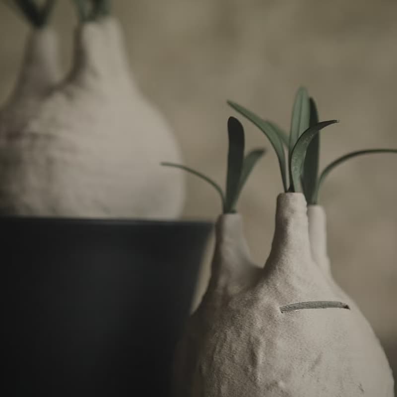 塊根植物撲滿-象牙宮