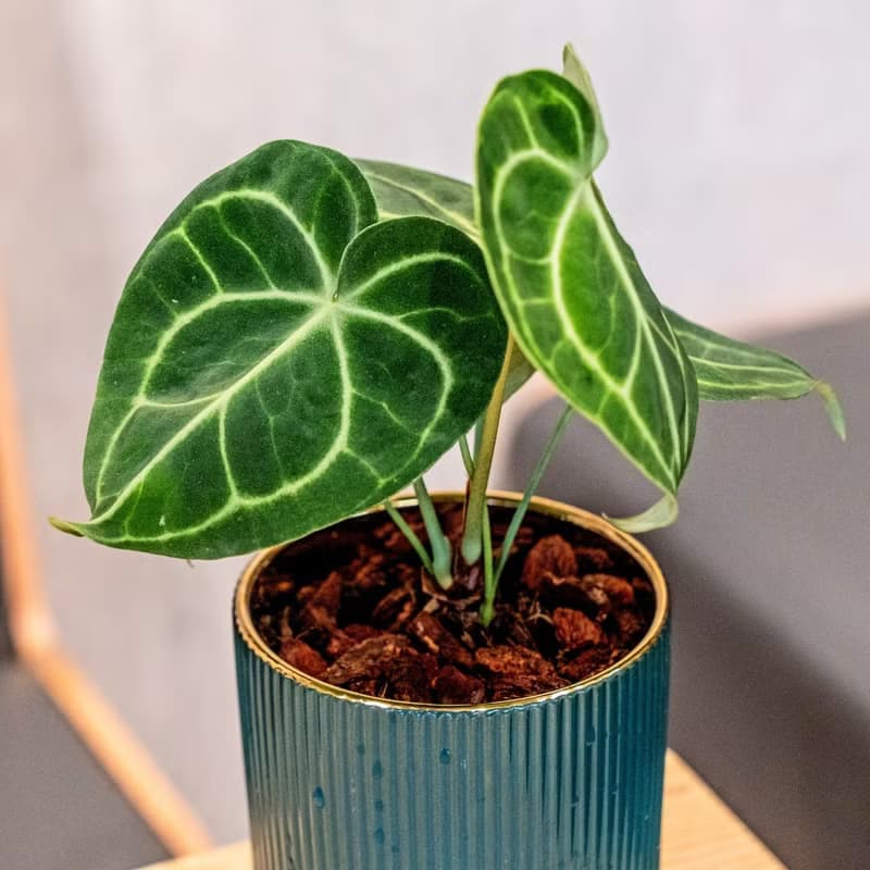 圓葉花燭觀葉植物 室內擺飾盆栽 金綠色質感直紋高腳花盆