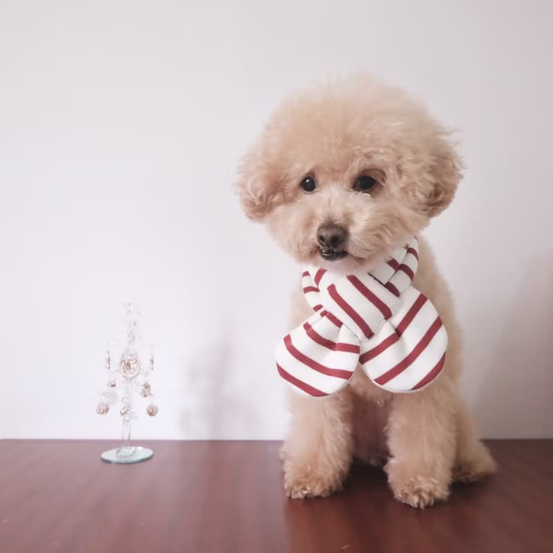 拐杖糖紅白領巾
