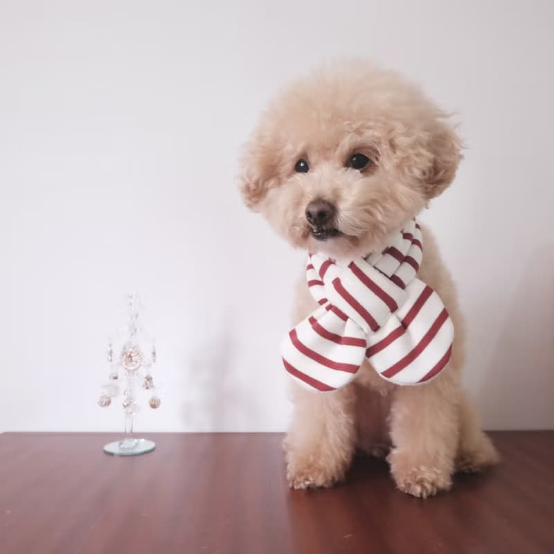 拐杖糖紅白領巾