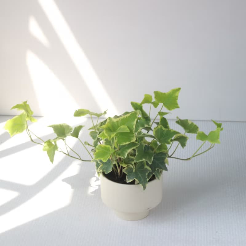 植栽 盆栽 l 斑葉常春藤 啞光燭台陶器 藤蔓植物 室內植物 低光源