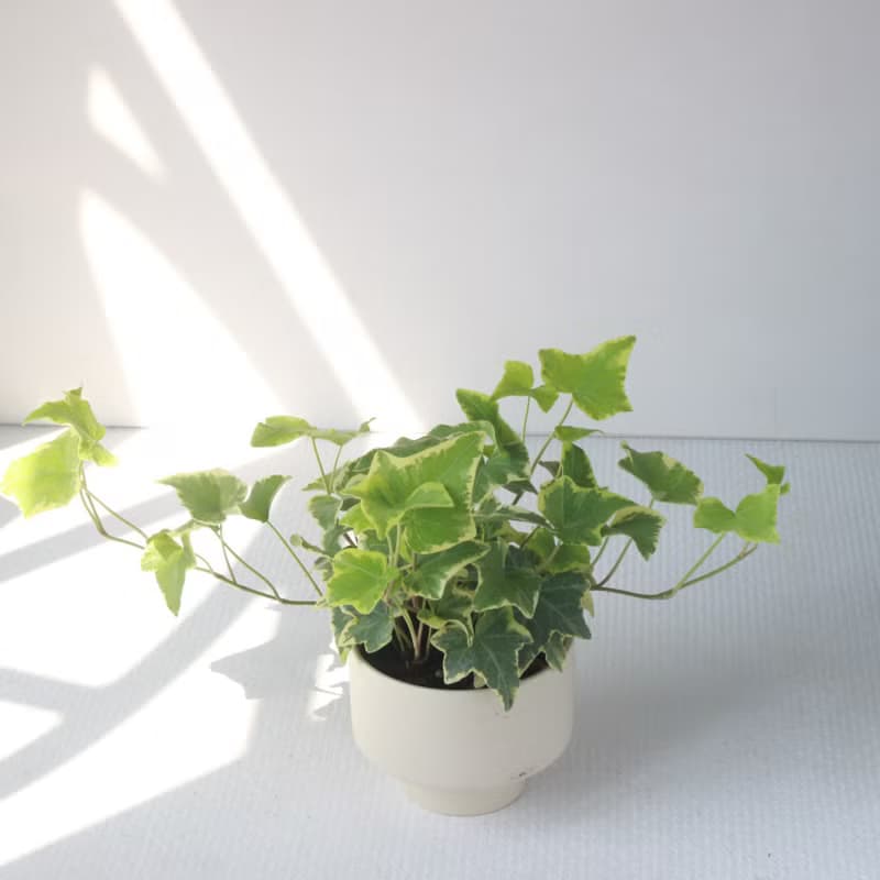 植栽 盆栽 l 斑葉常春藤 啞光燭台陶器 藤蔓植物 室內植物 低光源