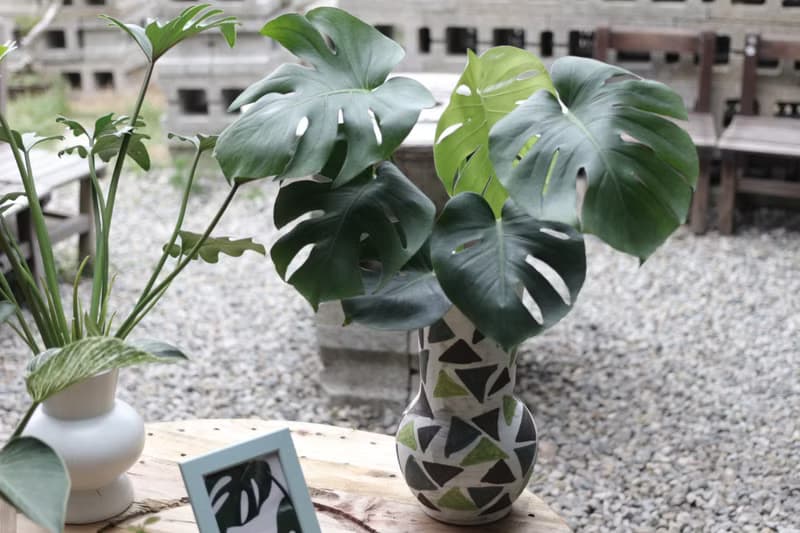 水培植栽│龜背芋_室內植物 辦公室盆栽 店內擺設 送禮