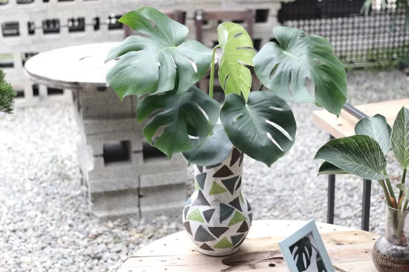 水培植栽│龜背芋_室內植物 辦公室盆栽 店內擺設 送禮