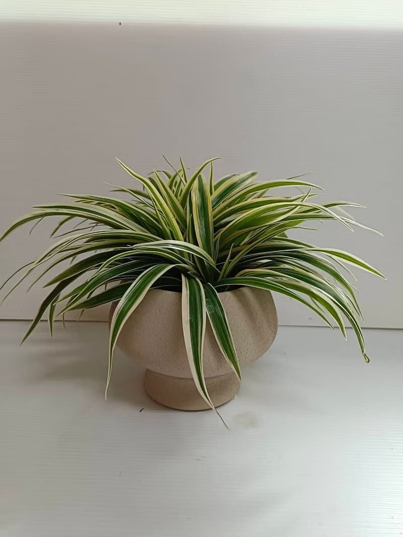 【白文草】優質室內植物好照顧 客廳浴室陽台 送禮擺放 桌上型盆