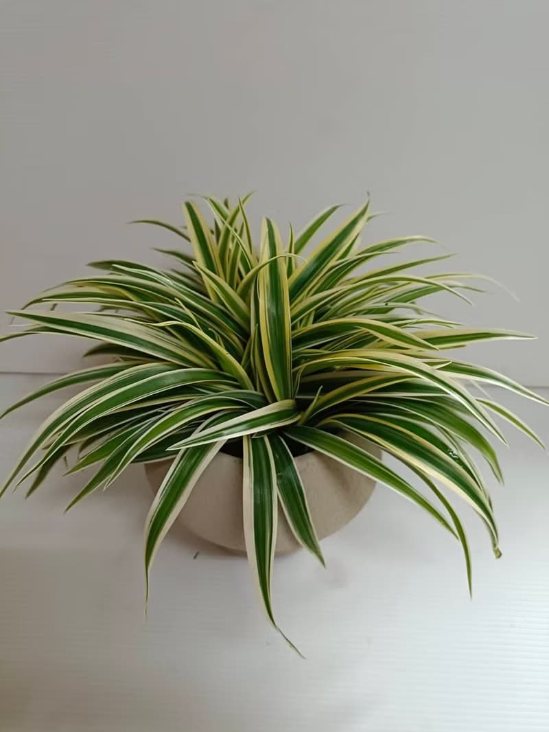 【白文草】優質室內植物好照顧 客廳浴室陽台 送禮擺放 桌上型盆
