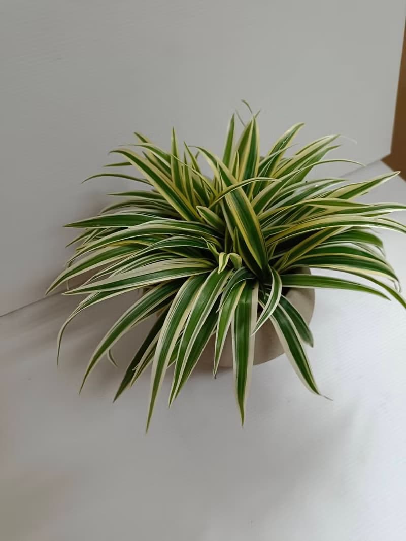 【白文草】優質室內植物好照顧 客廳浴室陽台 送禮擺放 桌上型盆