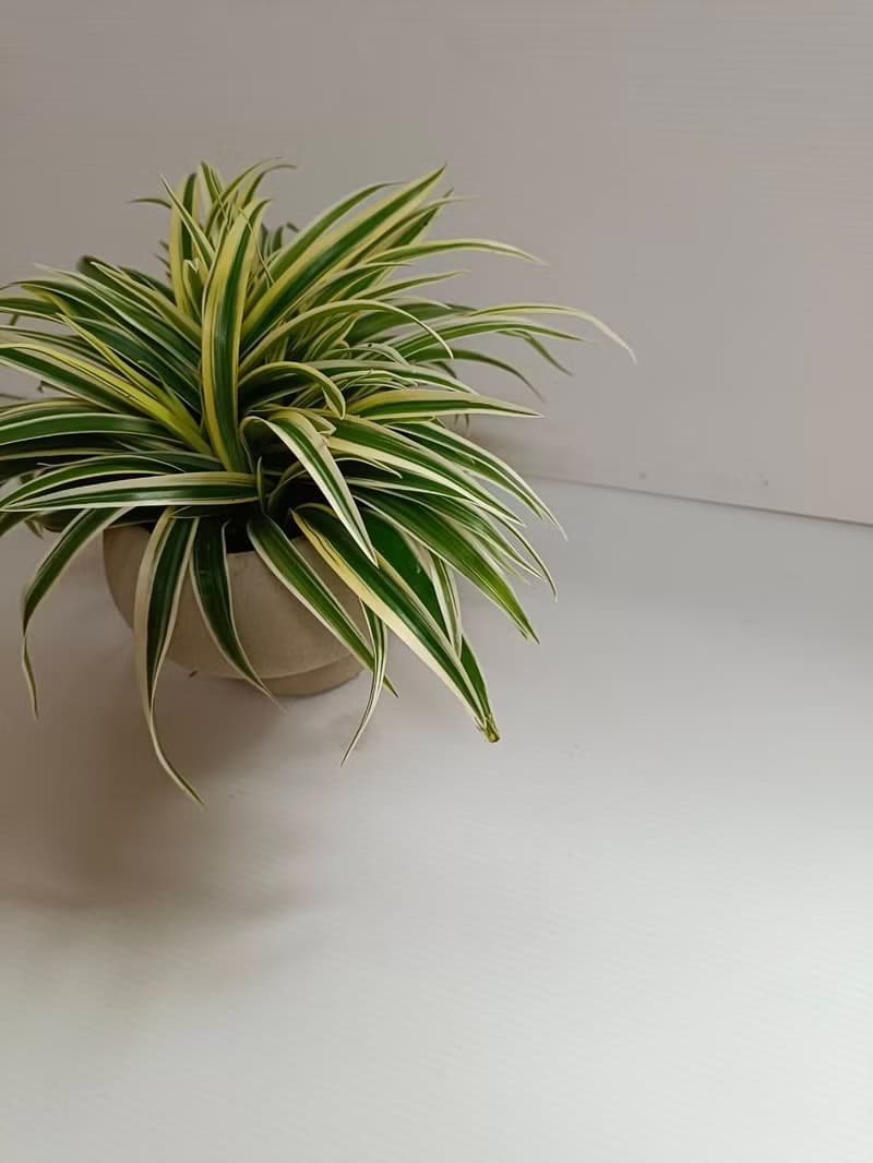 【白文草】優質室內植物好照顧 客廳浴室陽台 送禮擺放 桌上型盆