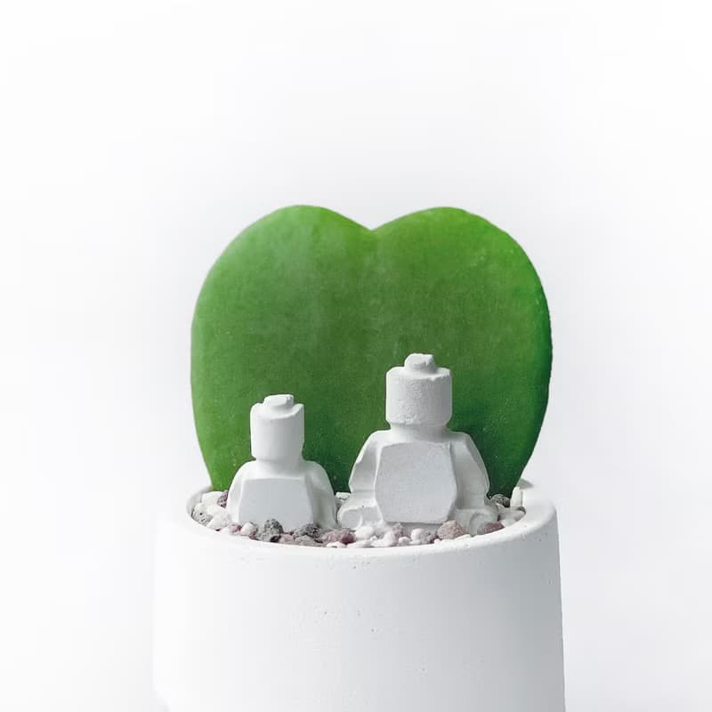 (預購) 莫蘭迪粉系列 | me & you 心葉球蘭  圓形水泥植栽