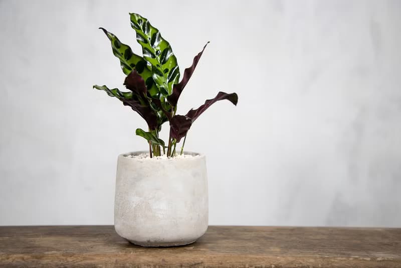 【室內盆栽】劍羽竹芋 觀葉植物 綠化盆栽 植栽 開幕送禮 盆栽