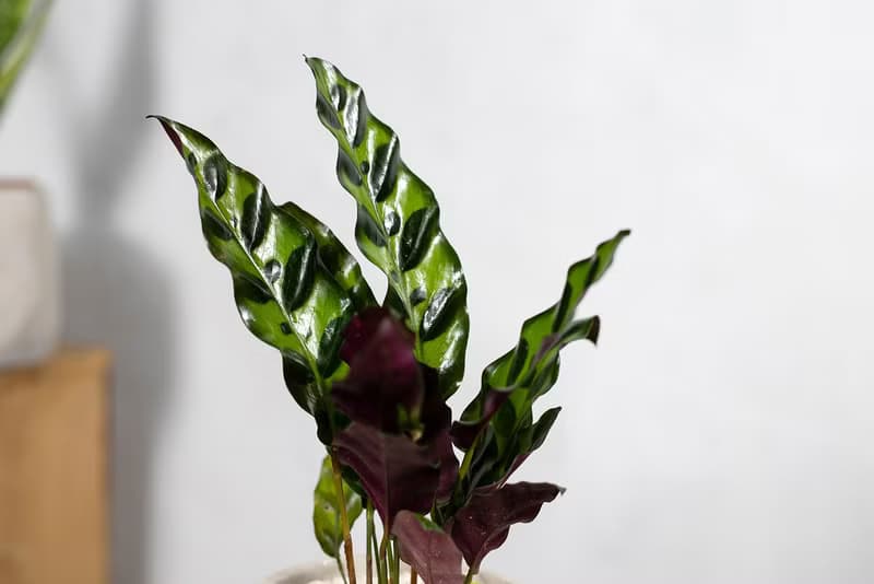 【室內盆栽】劍羽竹芋 觀葉植物 綠化盆栽 植栽 開幕送禮 盆栽