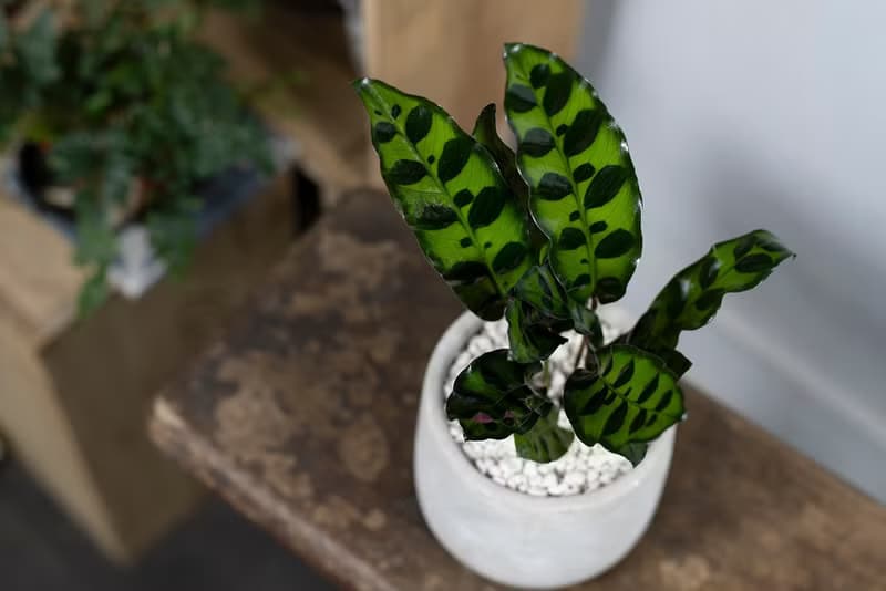 【室內盆栽】劍羽竹芋 觀葉植物 綠化盆栽 植栽 開幕送禮 盆栽