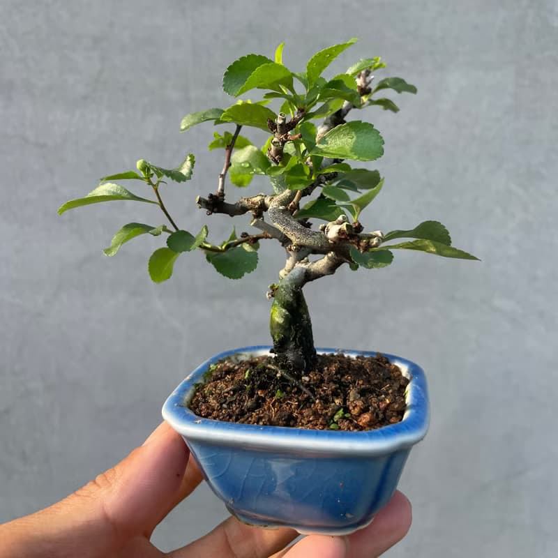 小品盆栽-稀有日本白花長壽梅