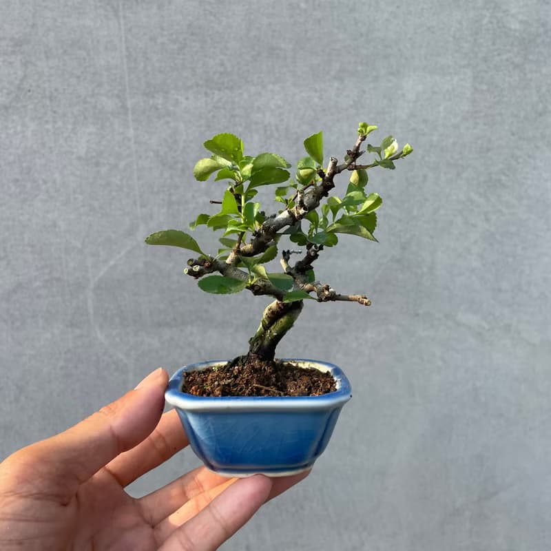 小品盆栽-稀有日本白花長壽梅