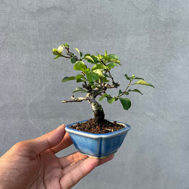 小品盆栽-稀有日本白花長壽梅