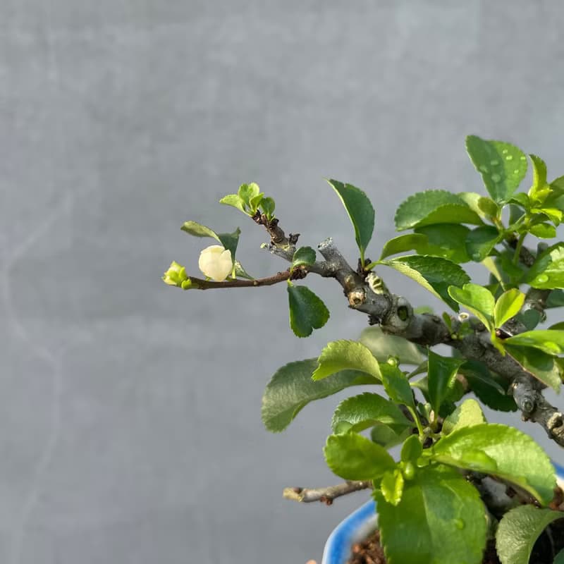 小品盆栽-稀有日本白花長壽梅