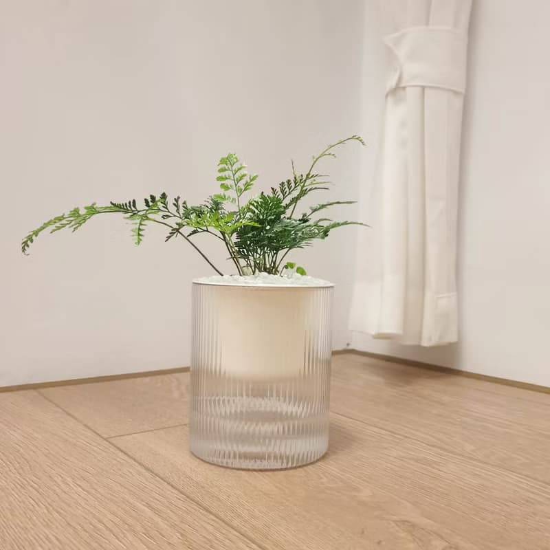植栽 室內盆栽 無印風 兔腳蕨 植物盆栽