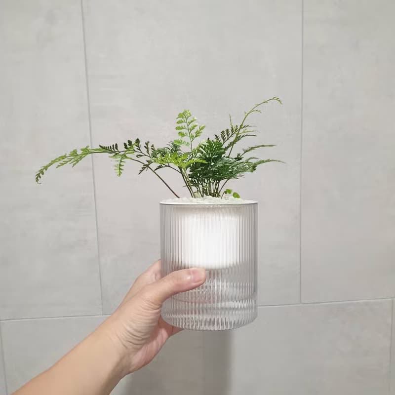 植栽 室內盆栽 無印風 兔腳蕨 植物盆栽