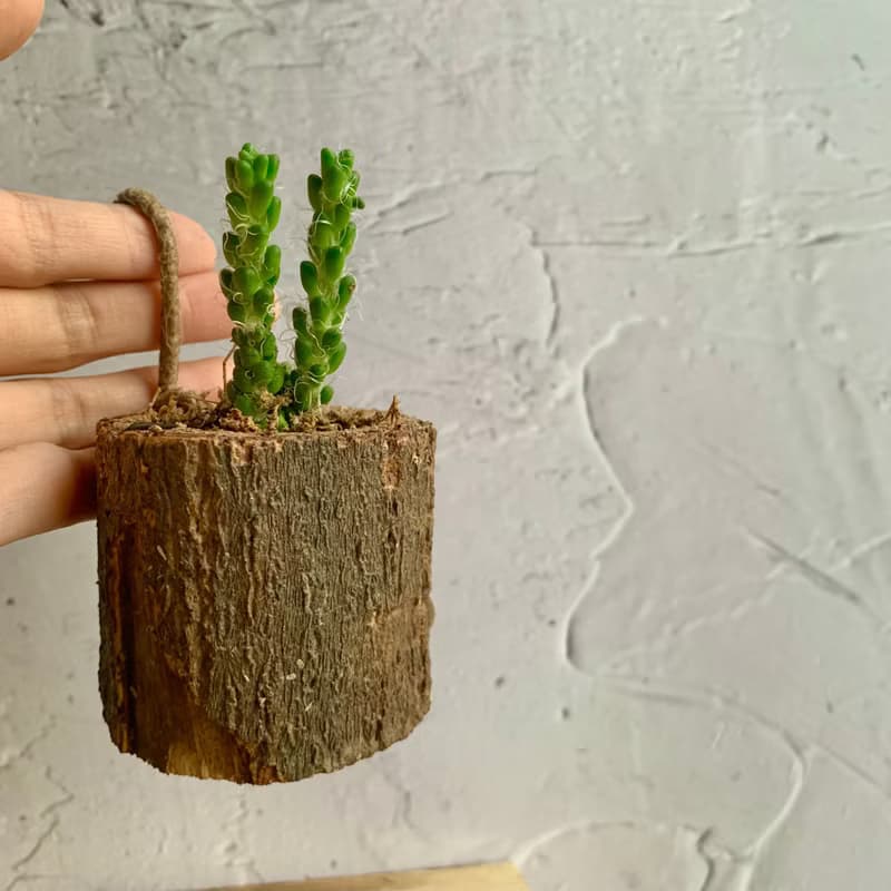 手工木作設計 盆栽擺飾 多肉植物 花吹雪