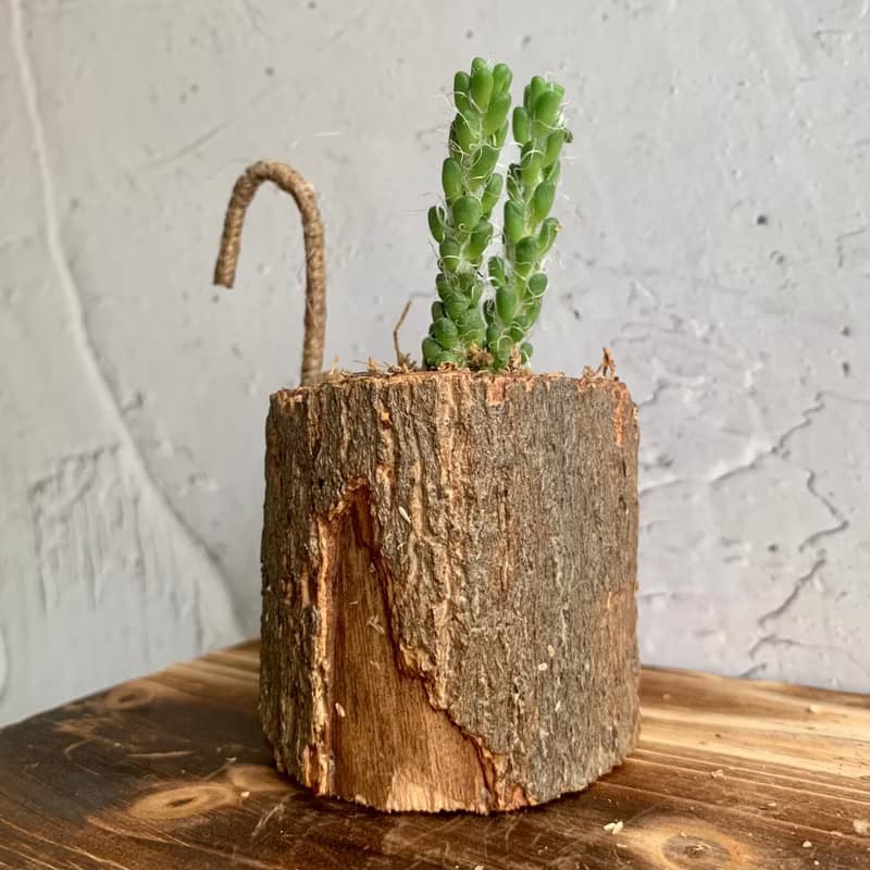 手工木作設計 盆栽擺飾 多肉植物 花吹雪