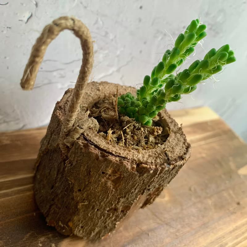 手工木作設計 盆栽擺飾 多肉植物 花吹雪