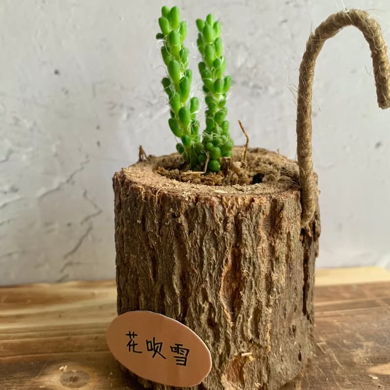 手工木作設計 盆栽擺飾 多肉植物 花吹雪