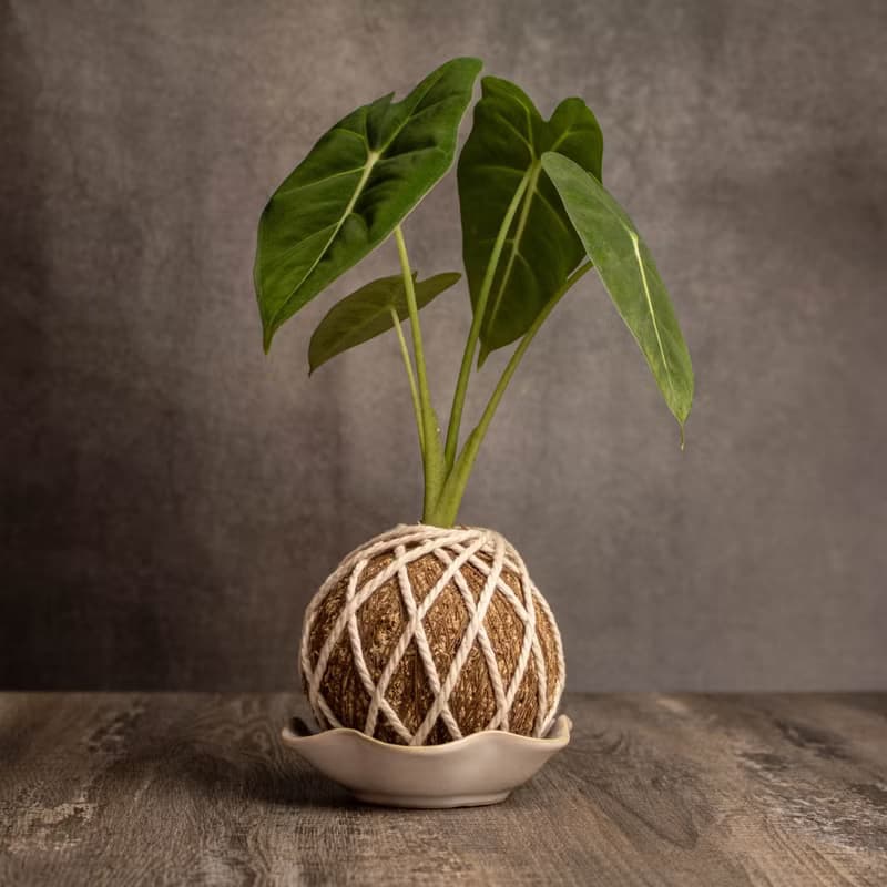 絨葉觀音蓮苔球 苔球植物 苔玉 適合室內植物 辦公室植物 交換禮